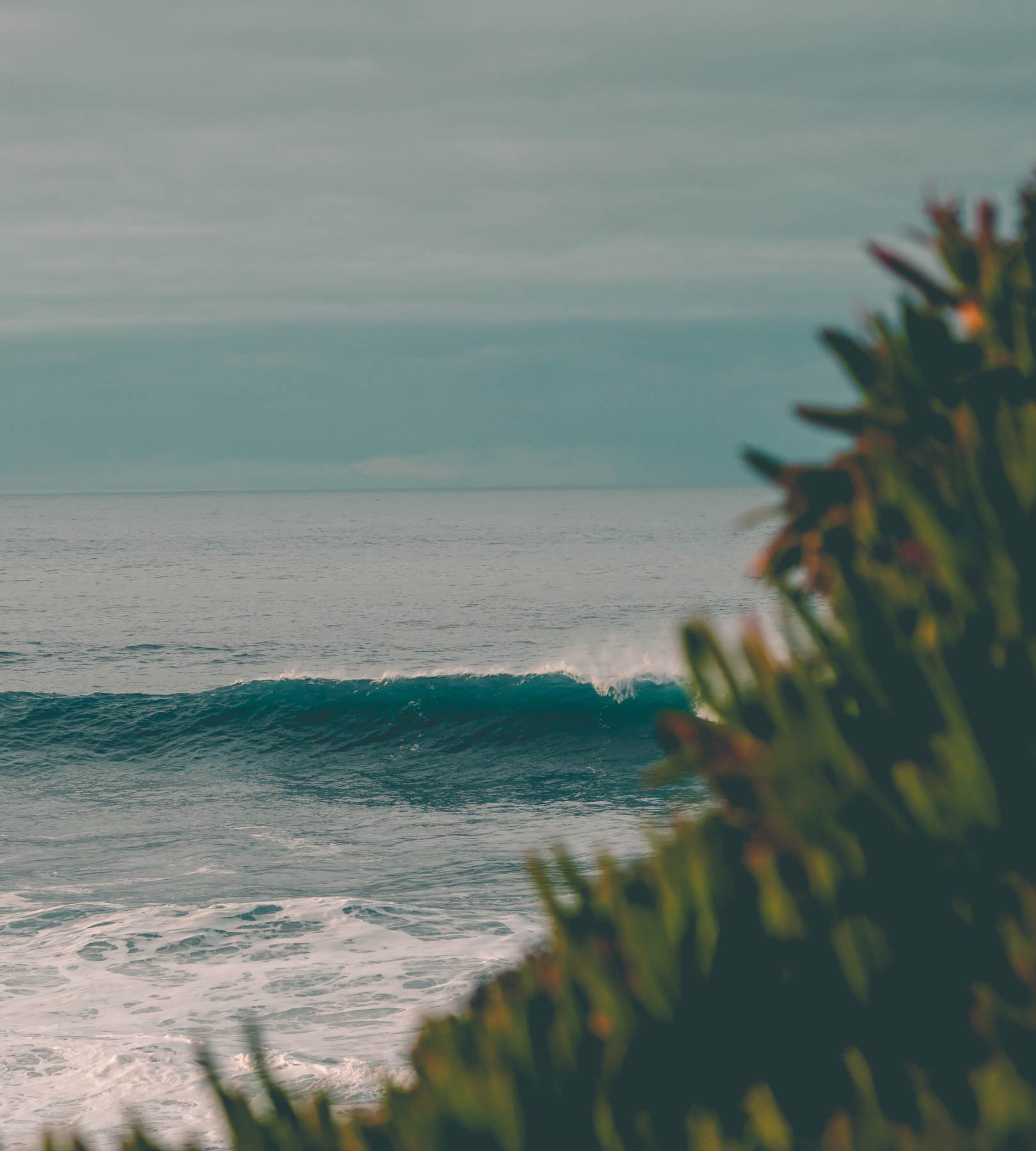 A flat, grey sea with one small swell line and a green bush in the corner